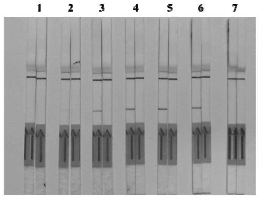 Primer, probe, kit and method for visually and rapidly detecting nucleic acid of schistosoma japonicum katsurada through LFD-RPA