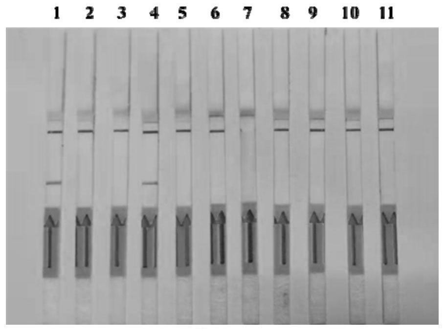 Primer, probe, kit and method for visually and rapidly detecting nucleic acid of schistosoma japonicum katsurada through LFD-RPA