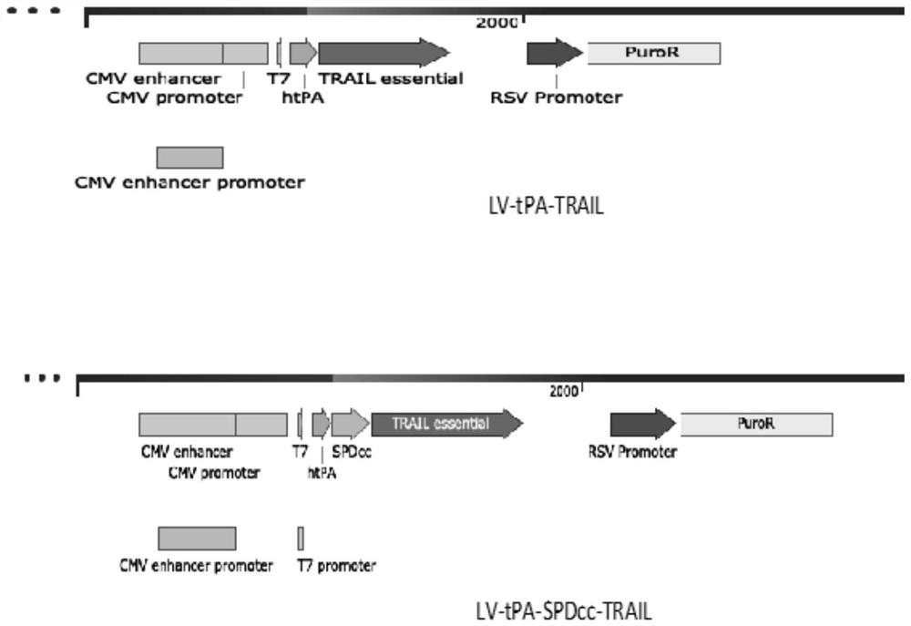 Method for genetically modifying mesenchymal stem cells with trimer trail fusion protein and use thereof