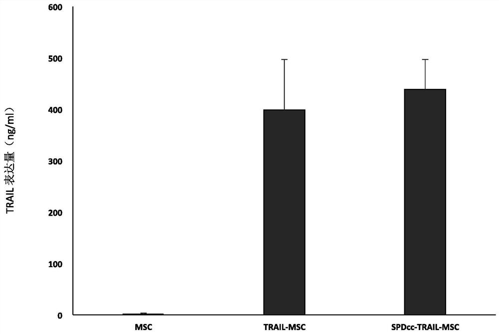 Method for genetically modifying mesenchymal stem cells with trimer trail fusion protein and use thereof