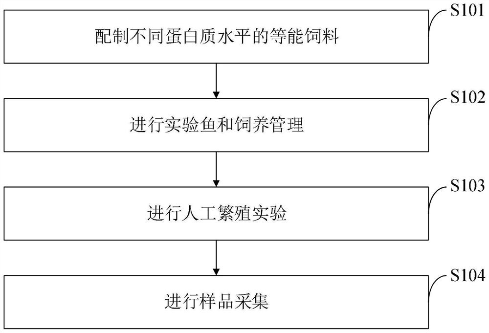 Pelteobagrus fulvidraco parent breeding feed, preparation method and identification method