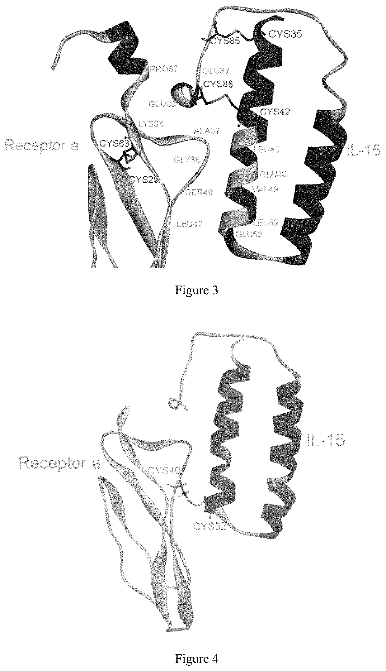 Interleukin 15 protein complex