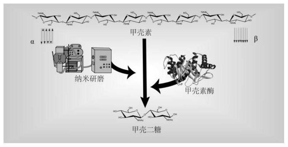 A kind of method for preparing chitosan oligosaccharide