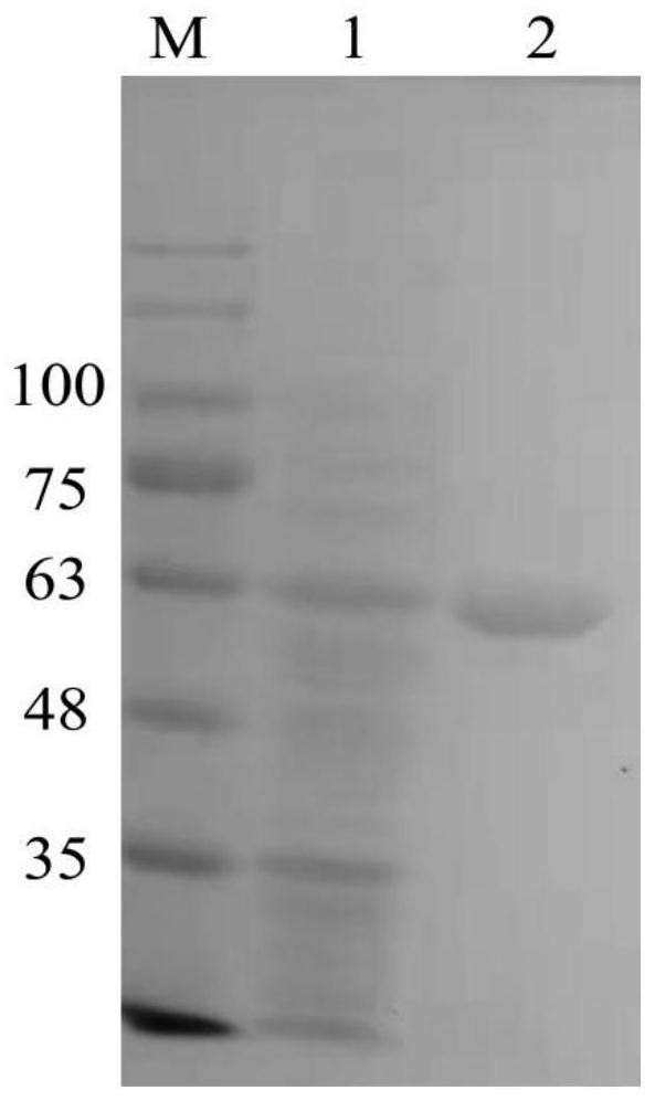 A kind of method for preparing chitosan oligosaccharide