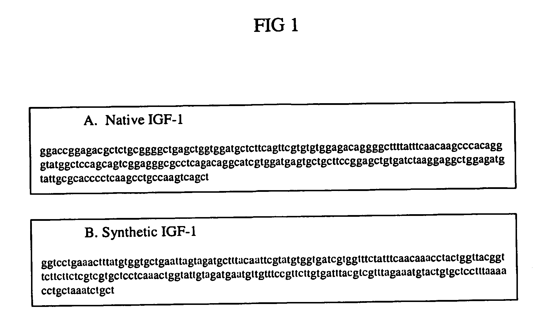 Expression of the human igf-1 in transgenic plastids