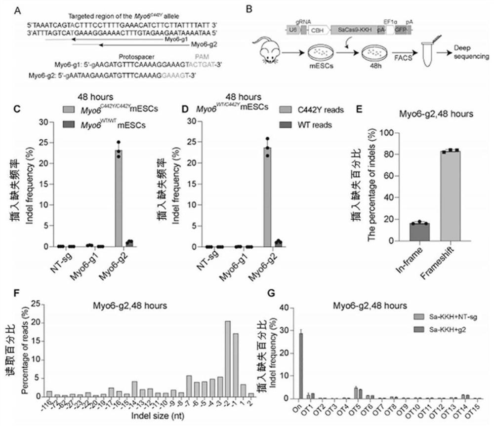 CRISPR/Cas9 gene editing system and application of CRISPR/Cas9 gene editing system in preparation of medicine for treating genetic sensorineural deafness