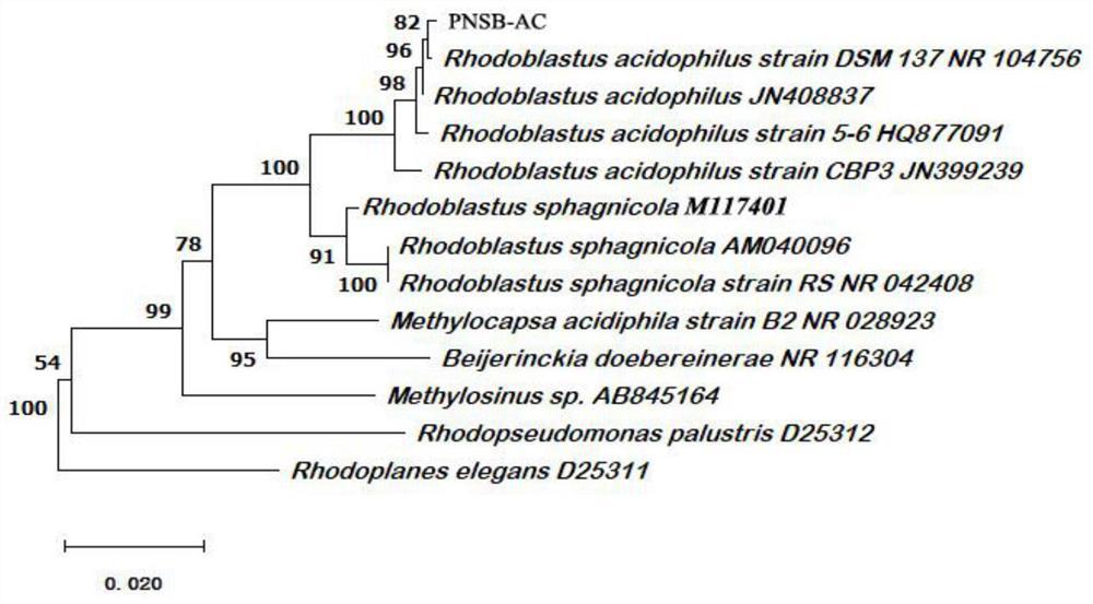 A kind of Solanaceae fruit vegetables and monocotyledonous crops foliar bacterial fertilizer and preparation method and application