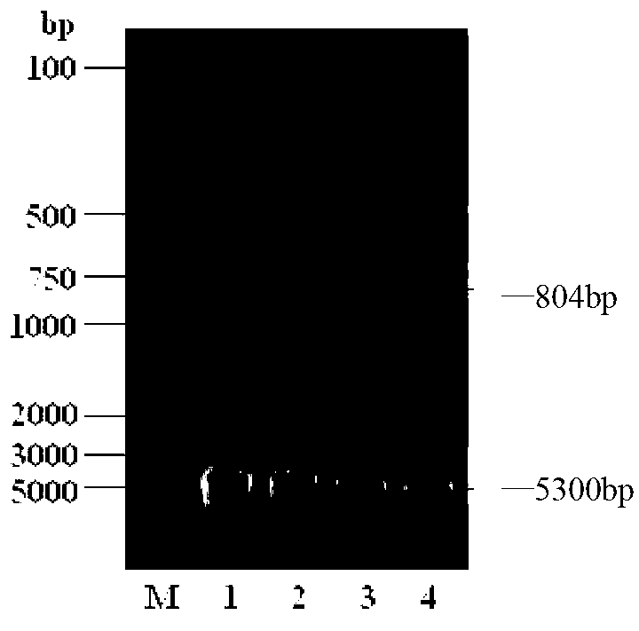 Blocking ELISA (Enzyme-Linked Immunosorbent Assay) method for detecting special avian HEV (Hepatitis E Virus) antibody