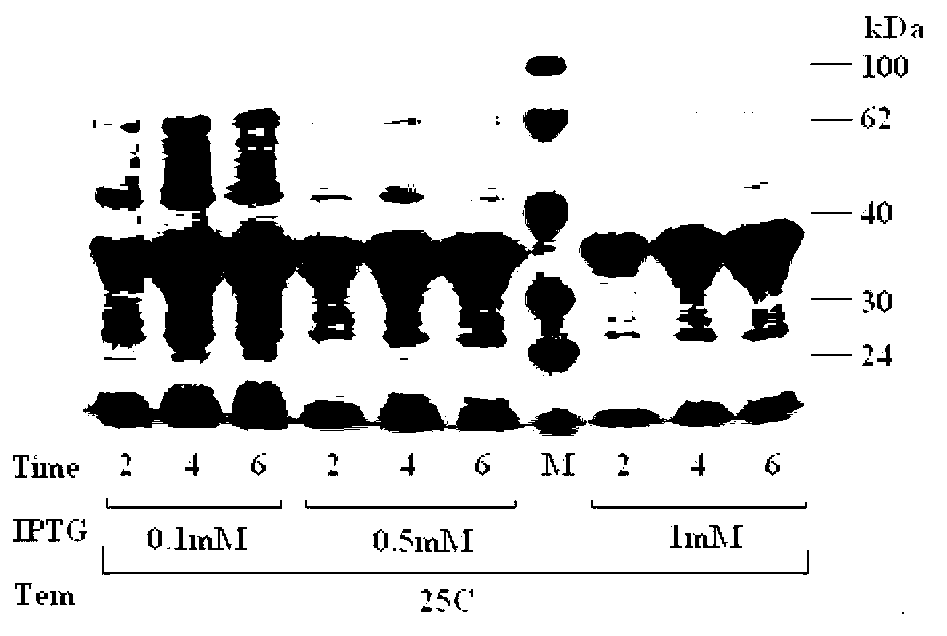 Blocking ELISA (Enzyme-Linked Immunosorbent Assay) method for detecting special avian HEV (Hepatitis E Virus) antibody