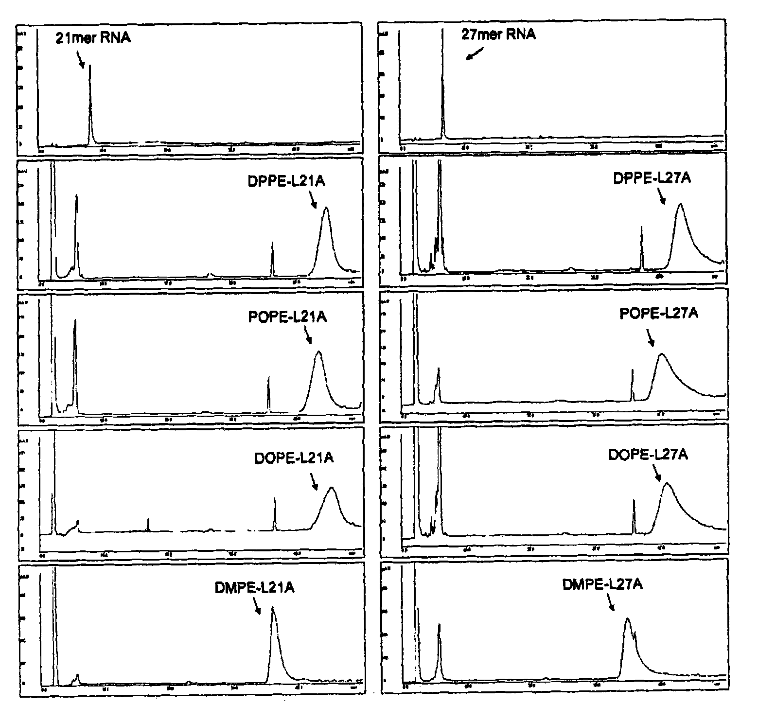 Double-stranded lipid-modified RNA having high RNA interference effect