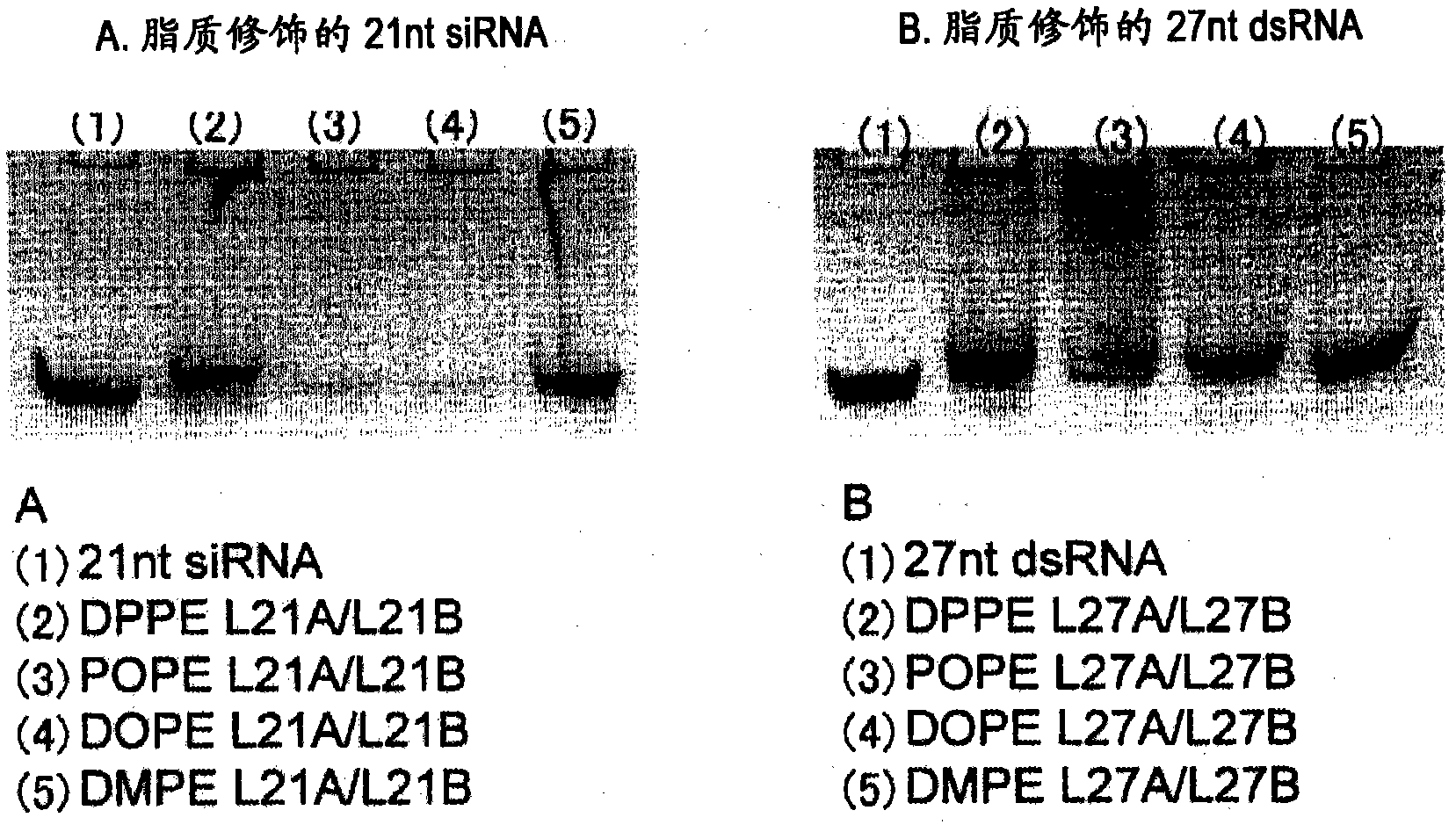 Double-stranded lipid-modified RNA having high RNA interference effect