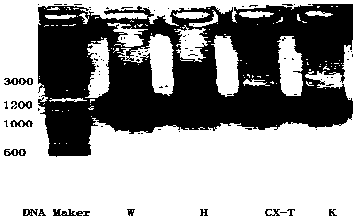 A kind of atrazine-degrading bacteria and its application