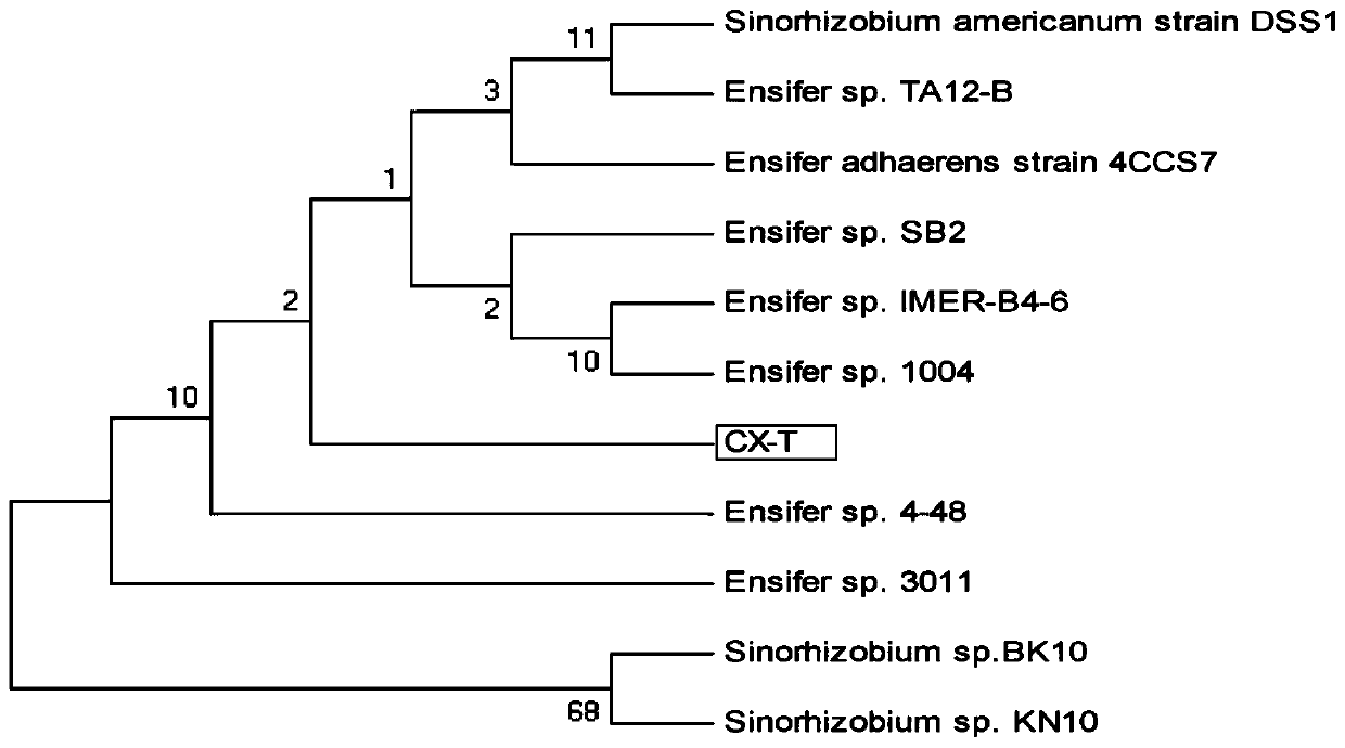 A kind of atrazine-degrading bacteria and its application