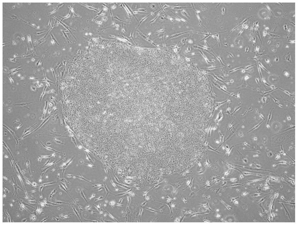 Method for inducing T cells for cellular immunotherapy from pluripotent stem cells