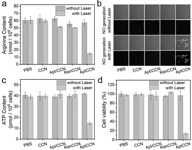 Preparation method and application of photocatalyst based on arginine aptamer