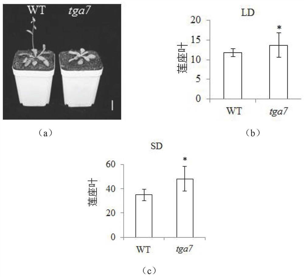 Application of tga7 Gene in Regulating Plant Flowering Period