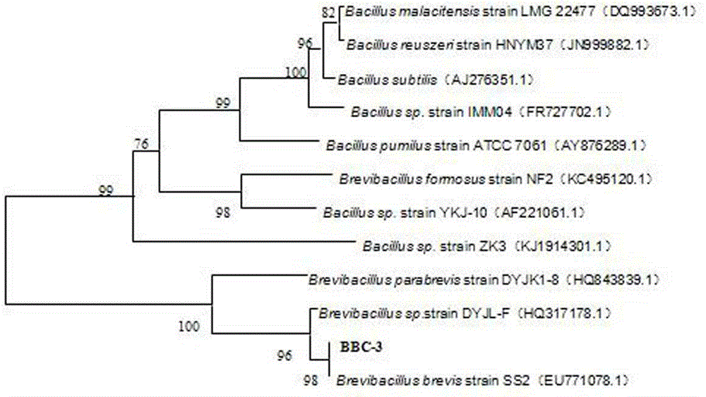 Brevibacillus brevis BBC-3 and application thereof as well as preparation method of microbial inoculum of brevibacillus brevis