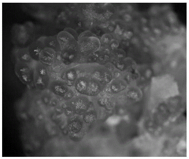 A kind of proliferation preservation method and culture medium of dendrobium officinale somatic embryo