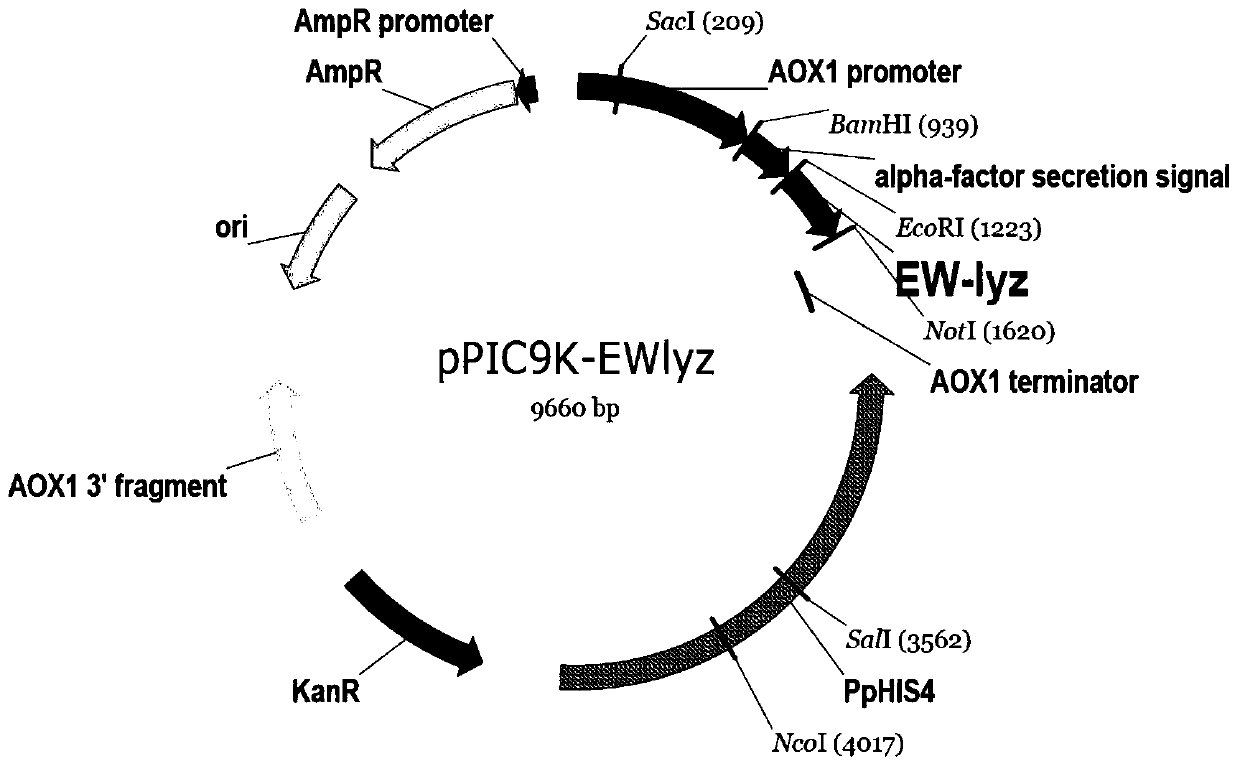 Recombinant pichia pastoris engineering bacterium containing high-copy-number egg white lysozyme gene and application thereof