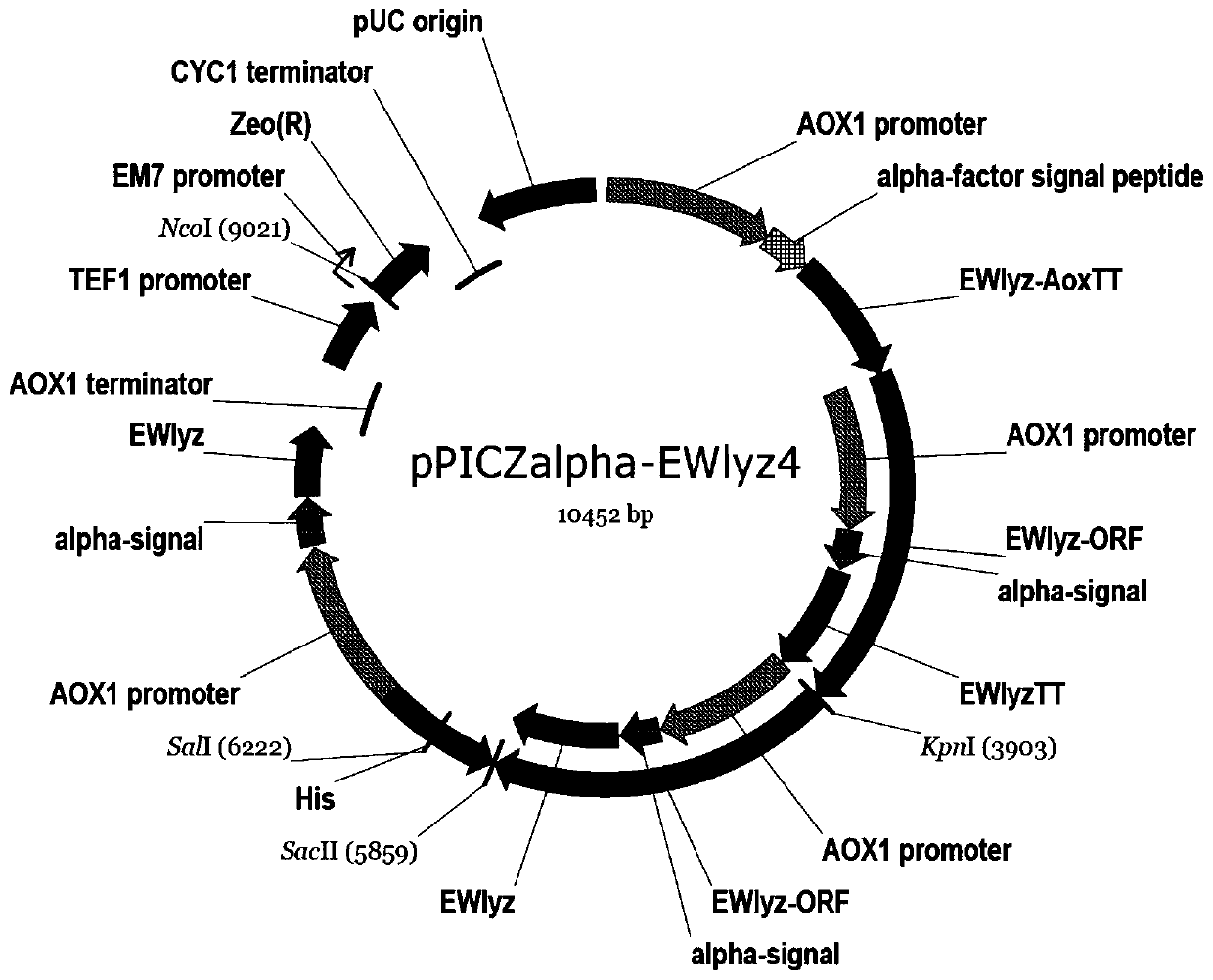 Recombinant pichia pastoris engineering bacterium containing high-copy-number egg white lysozyme gene and application thereof