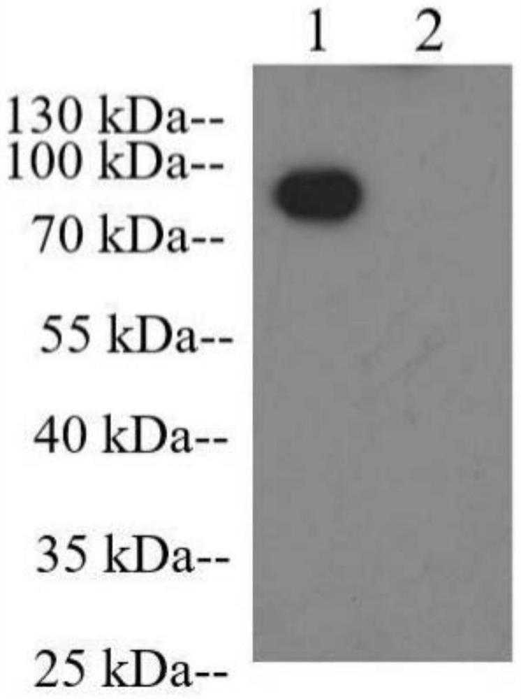 Peptides des petits ruminants virus hn protein antigen epitope peptide h362 and its determination, preparation method and application