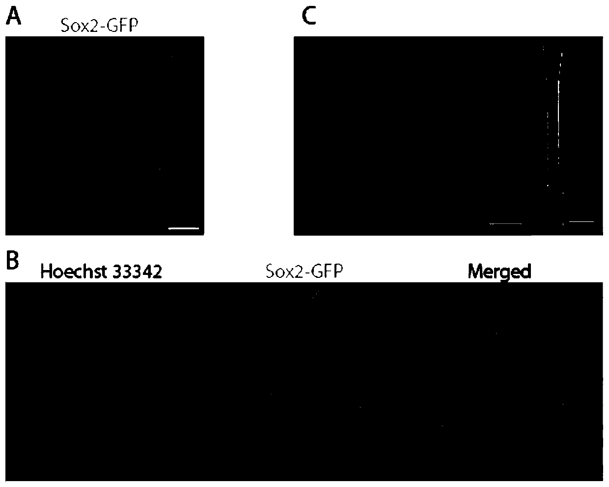 Improved fluorescent protein transgenic mouse tissue fluorescence imaging method
