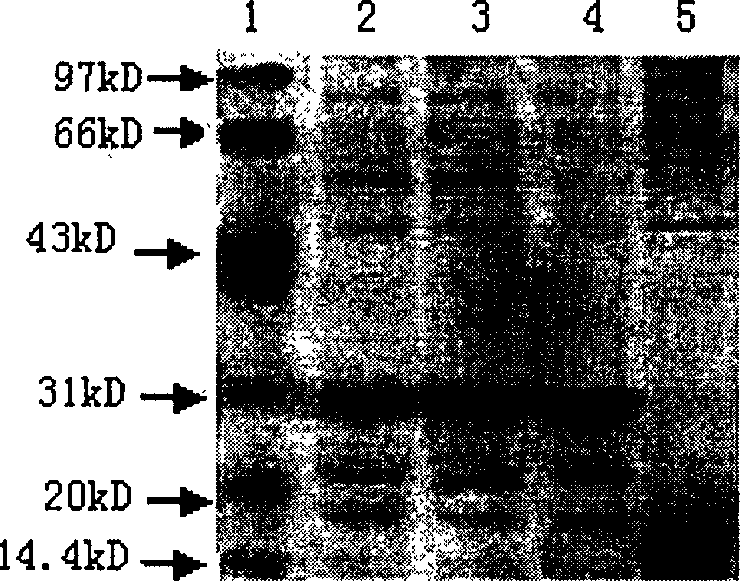 Fusion expression method of mycobacterium tuberculosis ESAT-6 protein in pichia