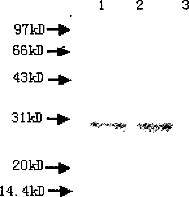 Fusion expression method of mycobacterium tuberculosis ESAT-6 protein in pichia