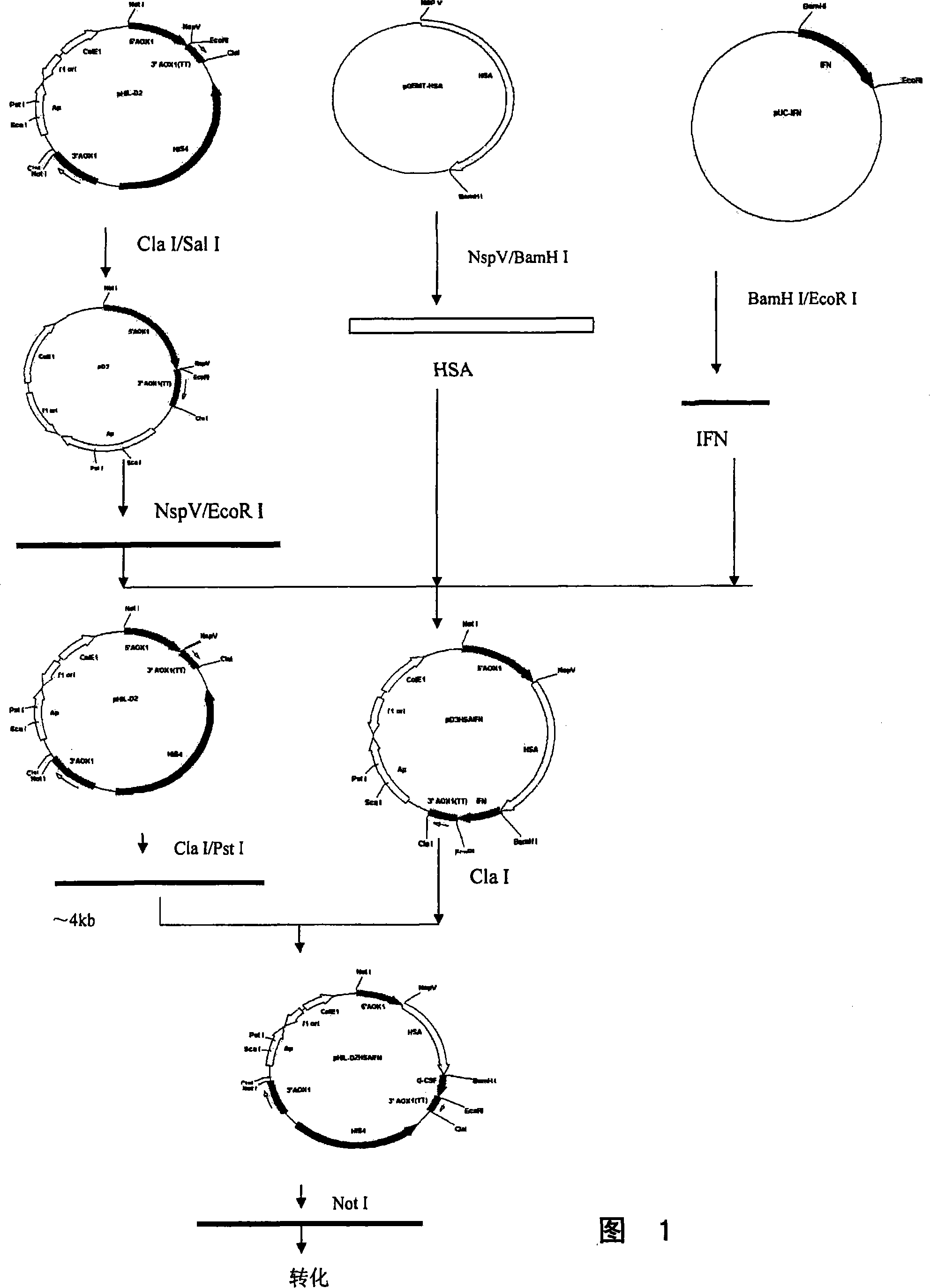 Fusion protein for seralbumin and interferon