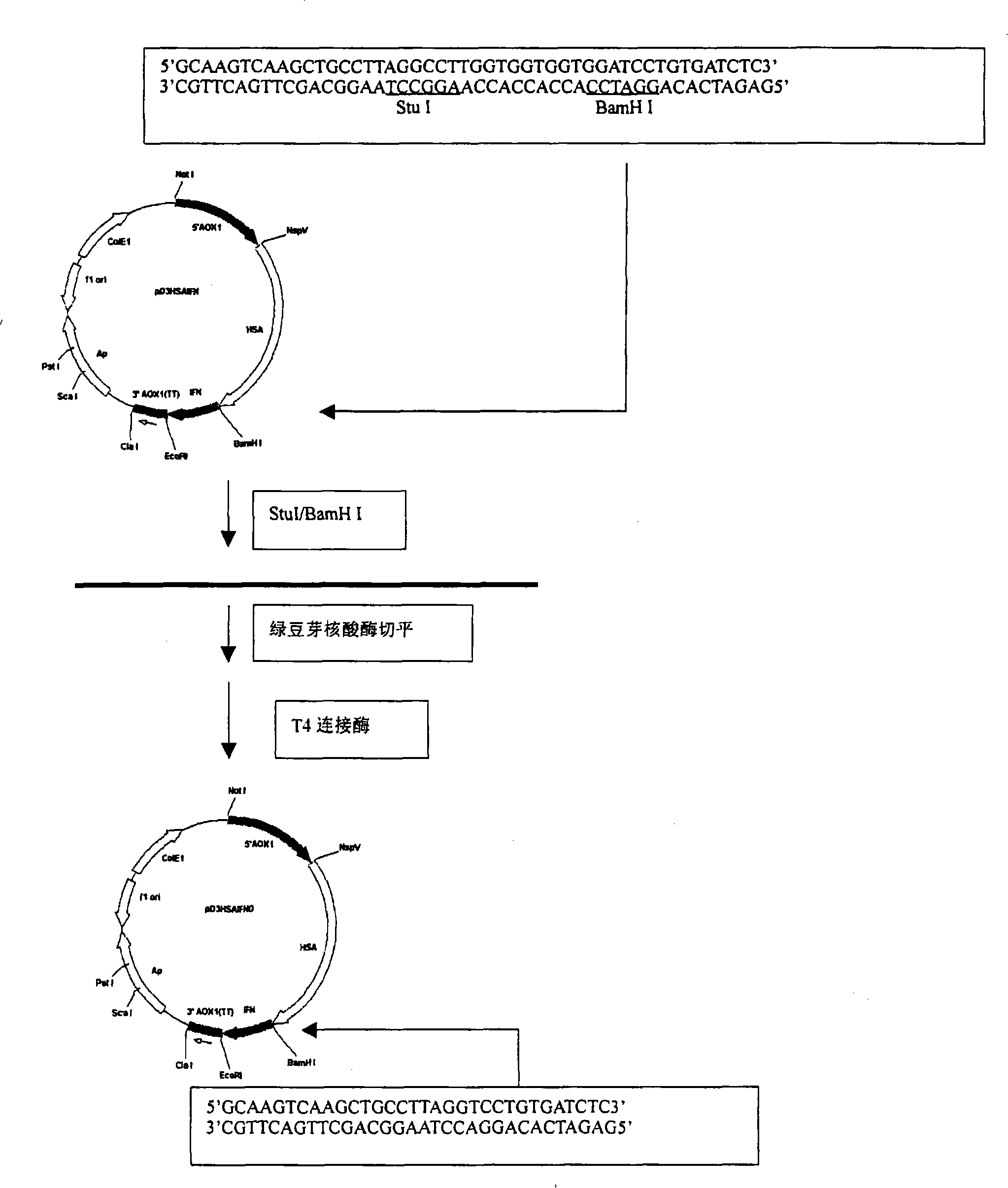 Fusion protein for seralbumin and interferon