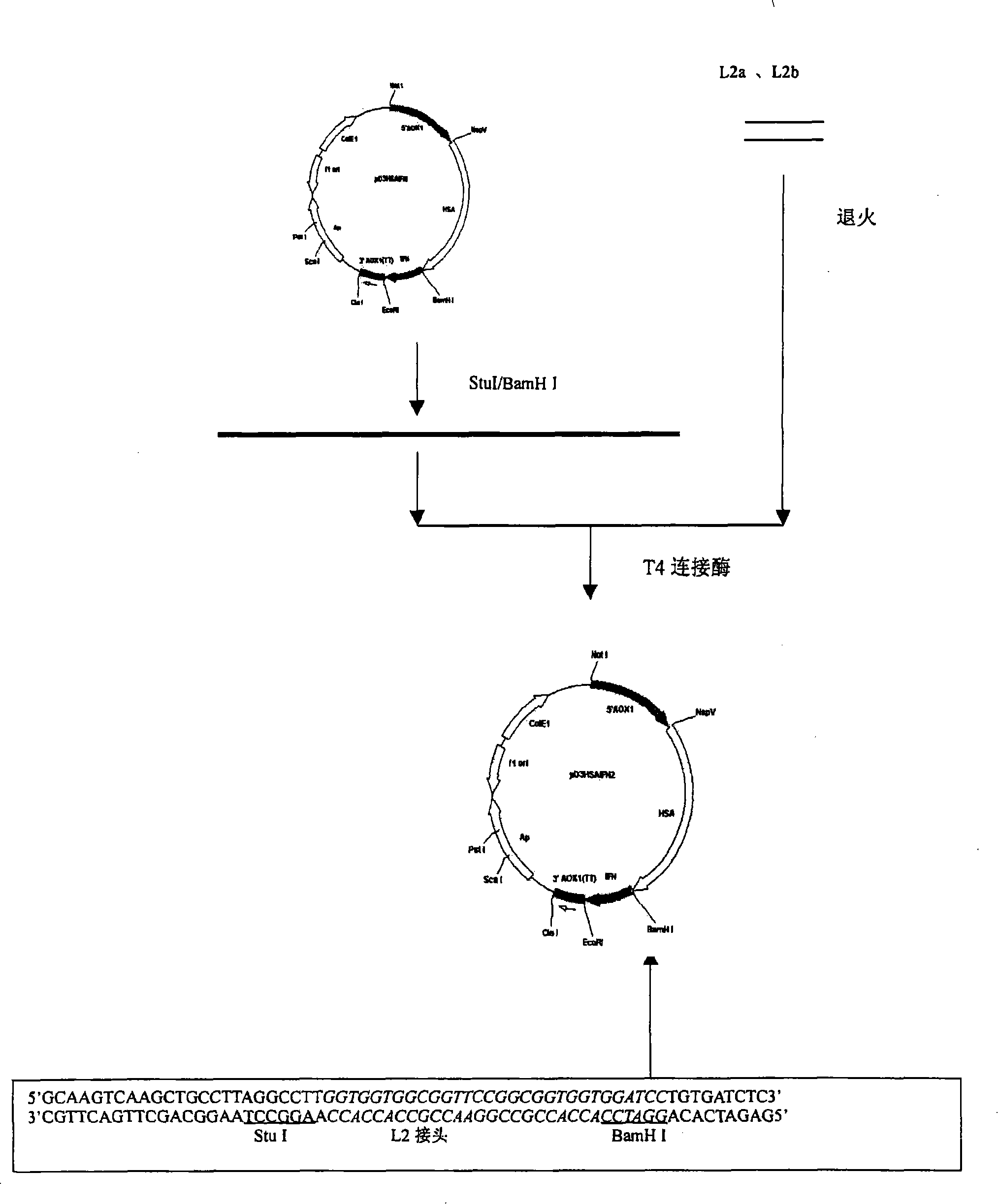 Fusion protein for seralbumin and interferon