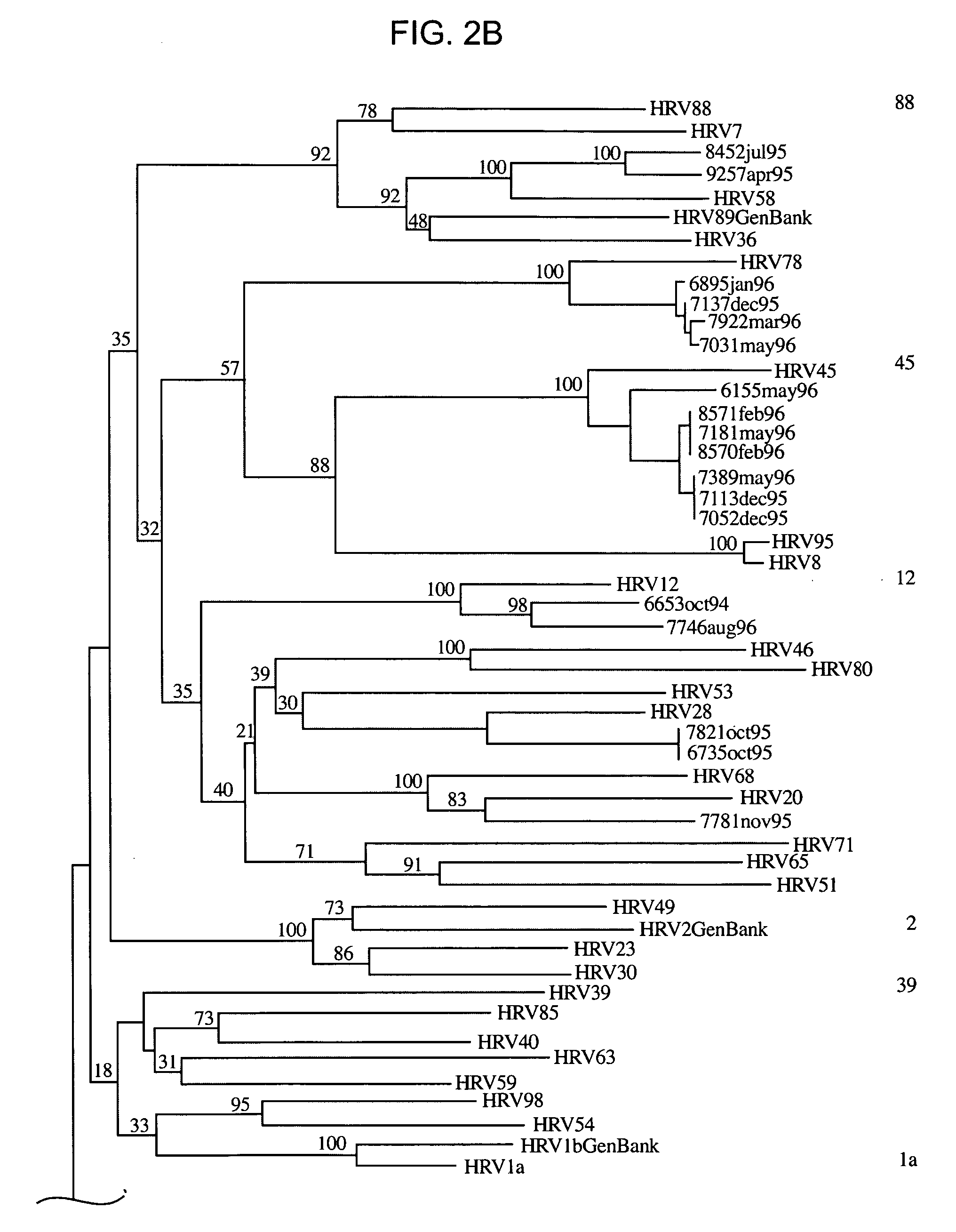 Methods and compositions for detecting rhinoviruses