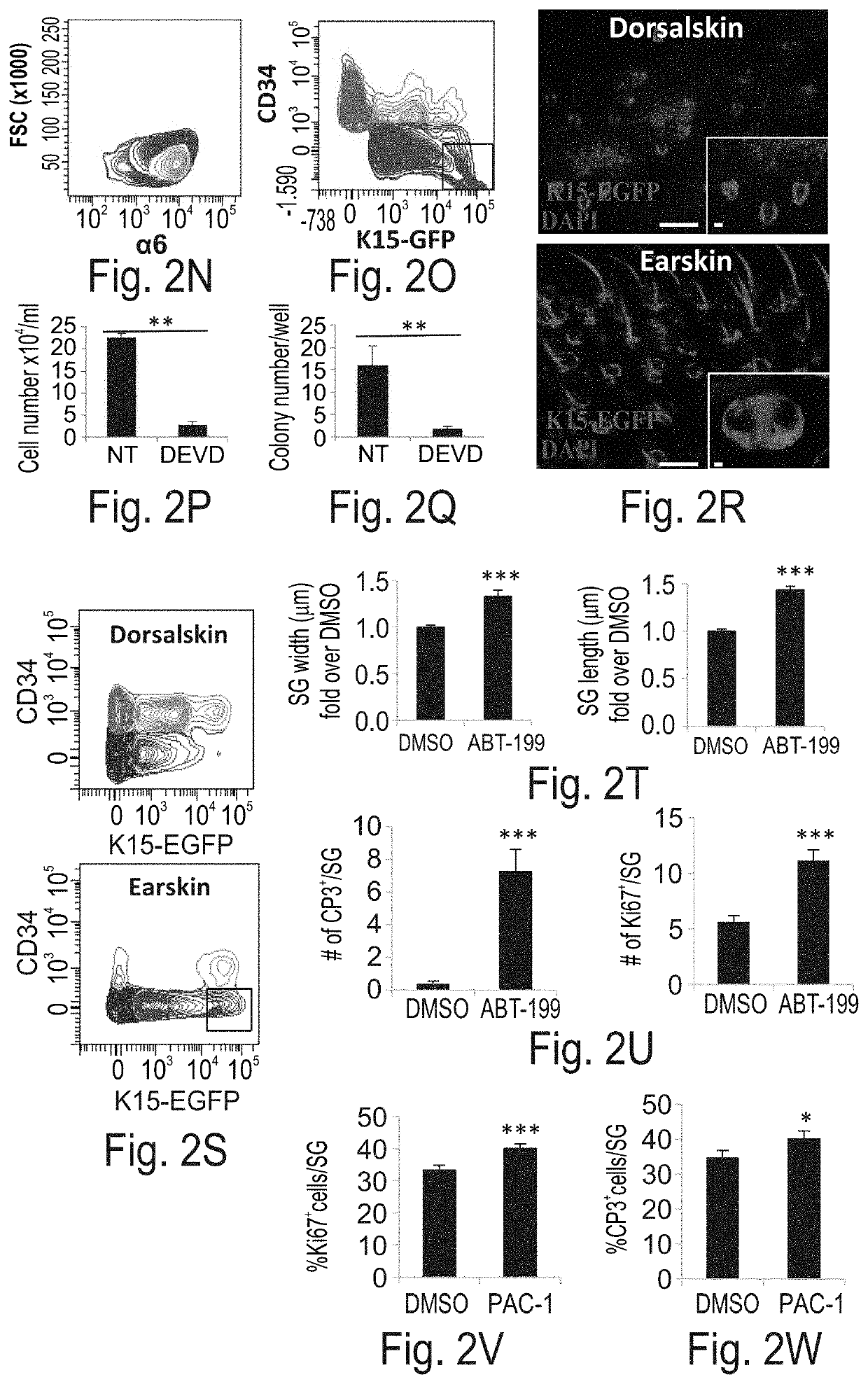 Use of caspase-3 inhibitors and caspase-3 activators in the manufacture of medicament for treating cancer and wound healing