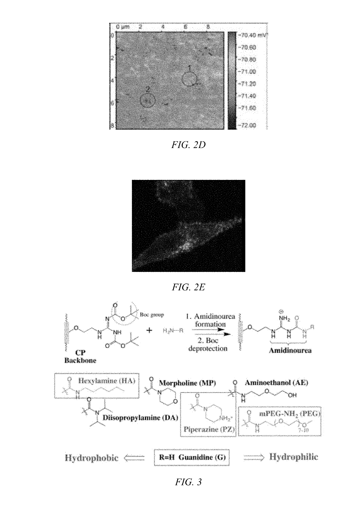 Modulated guanidine-containing polymers or nanoparticles