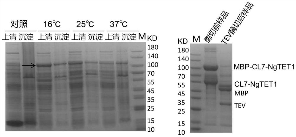 CL7 protein, high-activity recombinant TET enzyme CL7-NgTET1, prokaryotic expression vector and application thereof