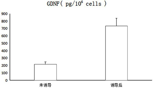 SD rat-derived mesenchymal stem cell induction medium and induction method