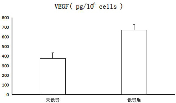SD rat-derived mesenchymal stem cell induction medium and induction method