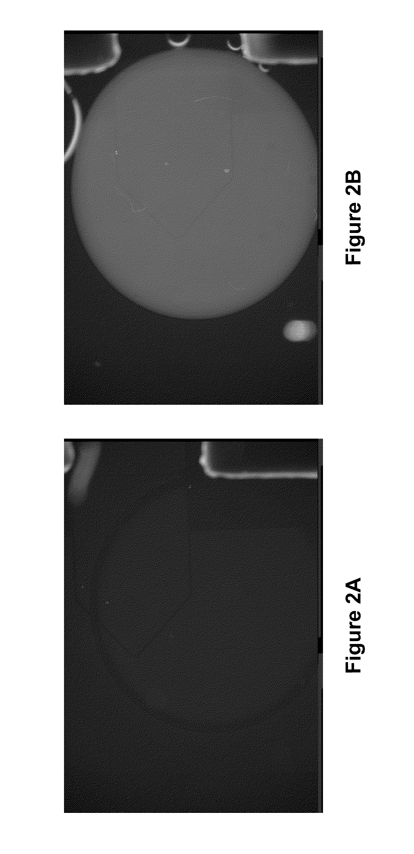 Method of conducting a droplet based enzymatic assay