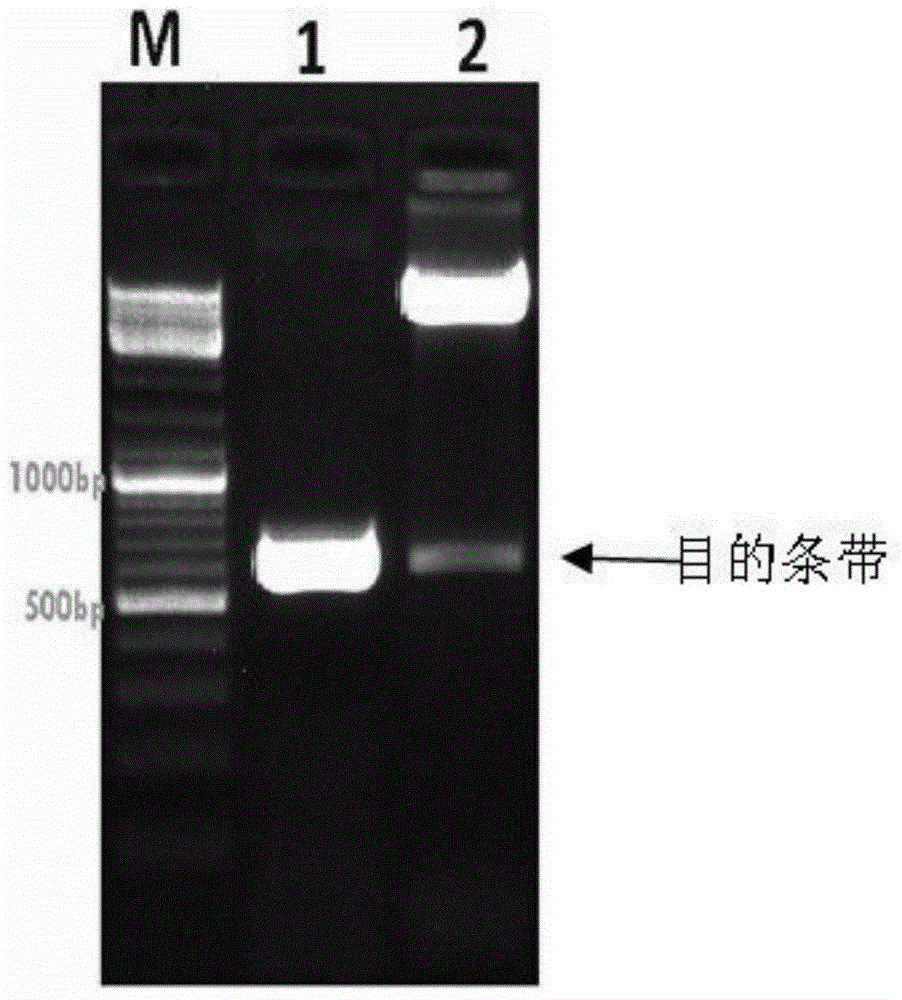 A recombinant baculovirus, a preparing method thereof and applications in preparation of cancer vaccines