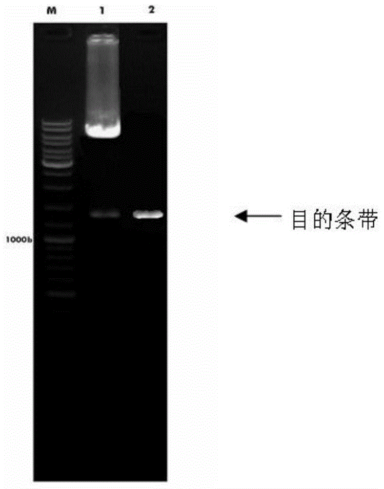 A recombinant baculovirus, a preparing method thereof and applications in preparation of cancer vaccines