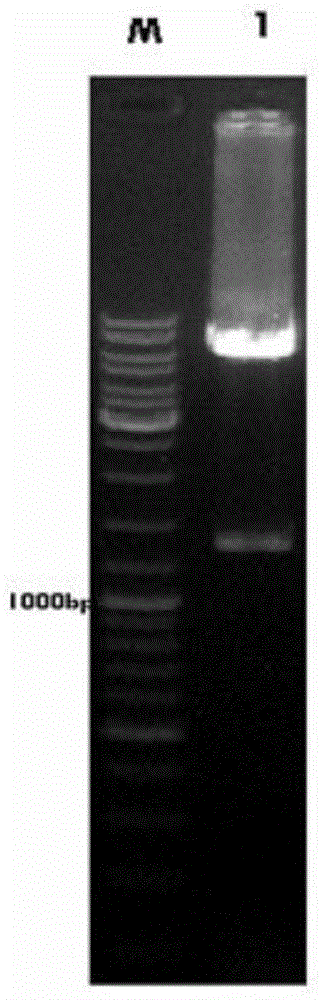 A recombinant baculovirus, a preparing method thereof and applications in preparation of cancer vaccines