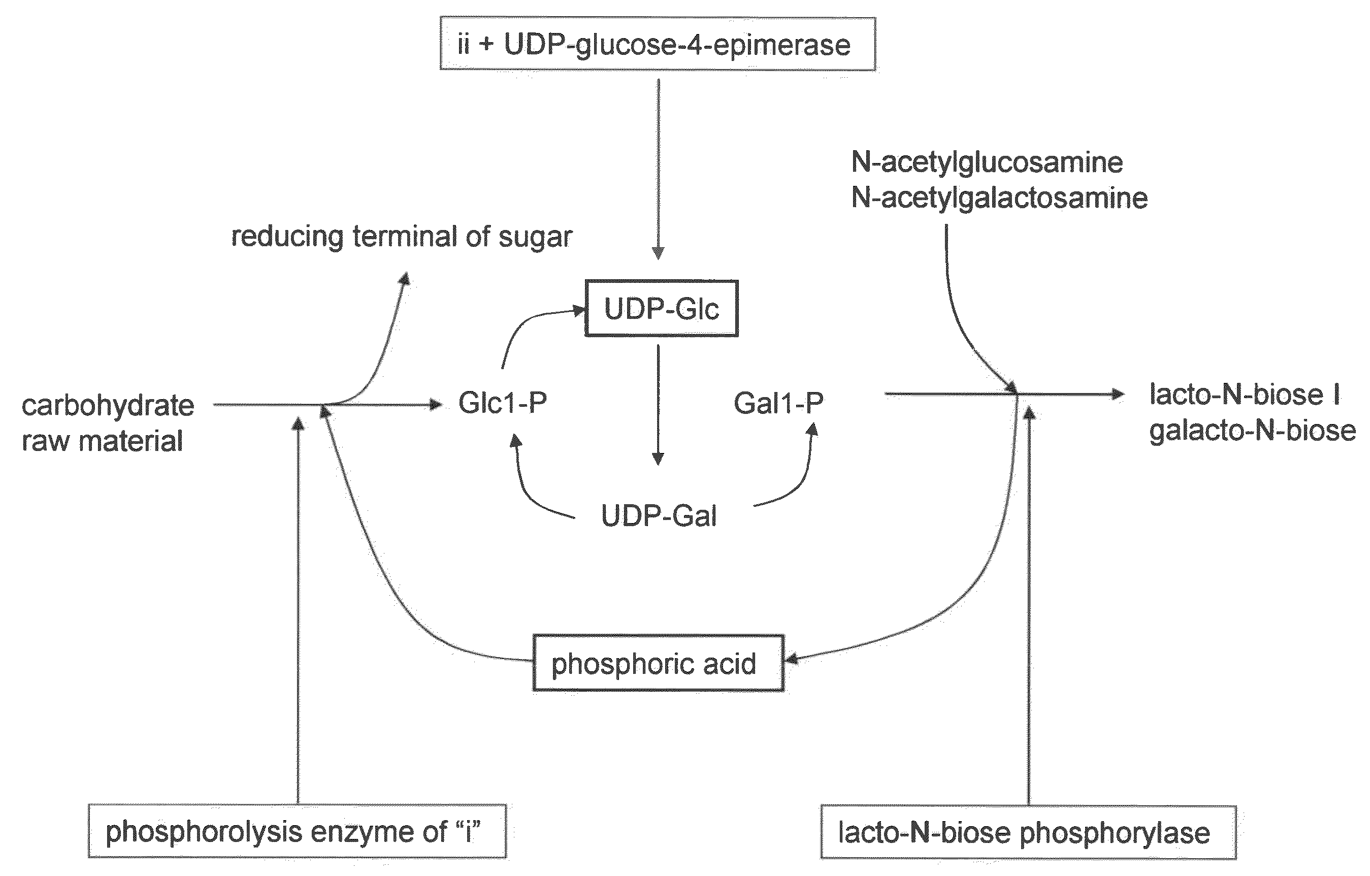 Method for producing lacto-n-biose i and galacto-n-biose