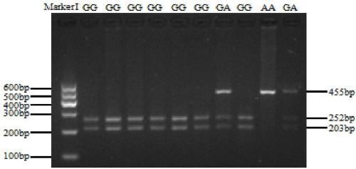 Method for auxiliary detection of growth and carcass traits of cattle by heritable markers of cattle SERPINA3 gene and application thereof