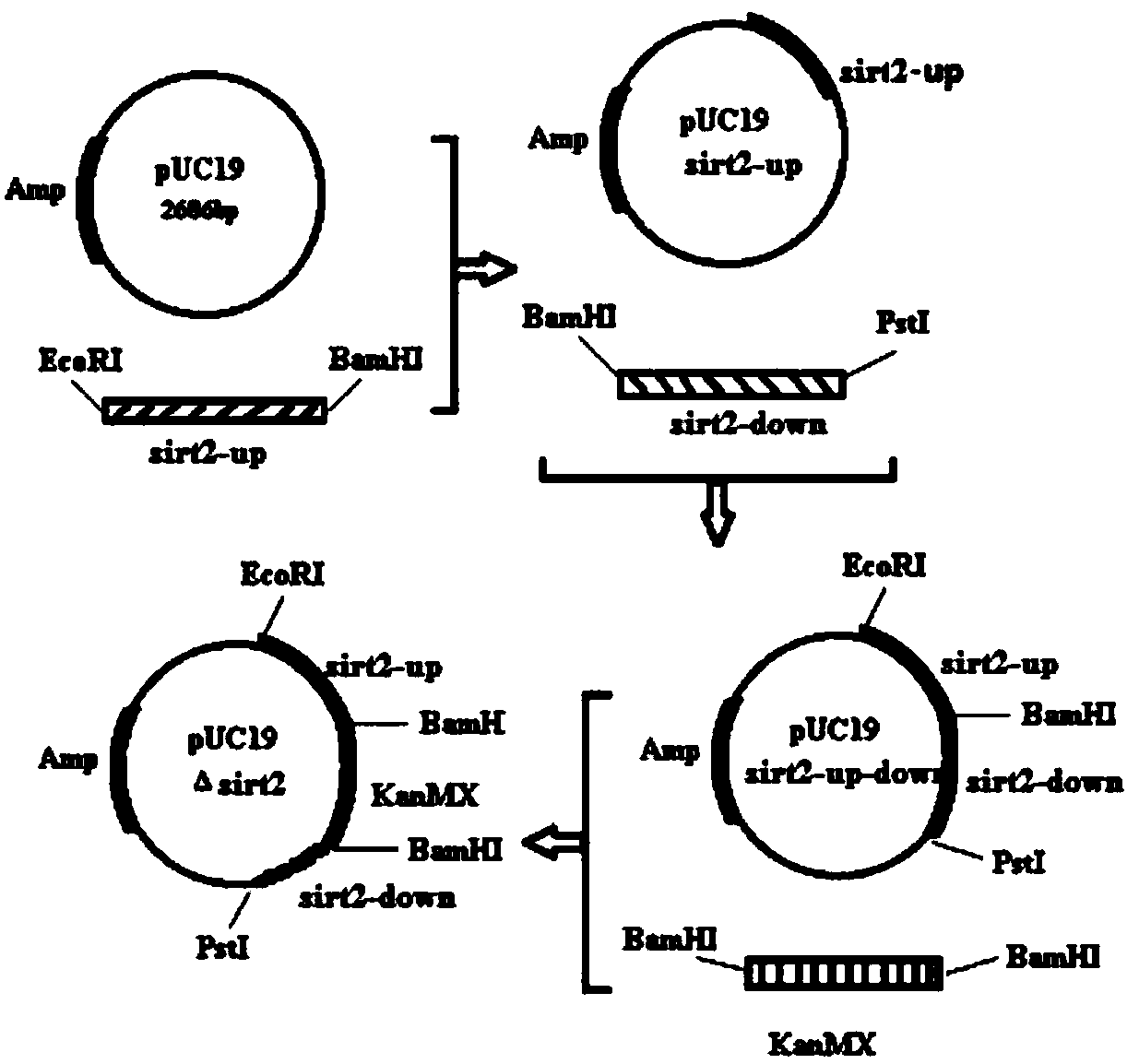 Applications of five rhodotorula glutinis deacetylated protease homologous genes and products thereof