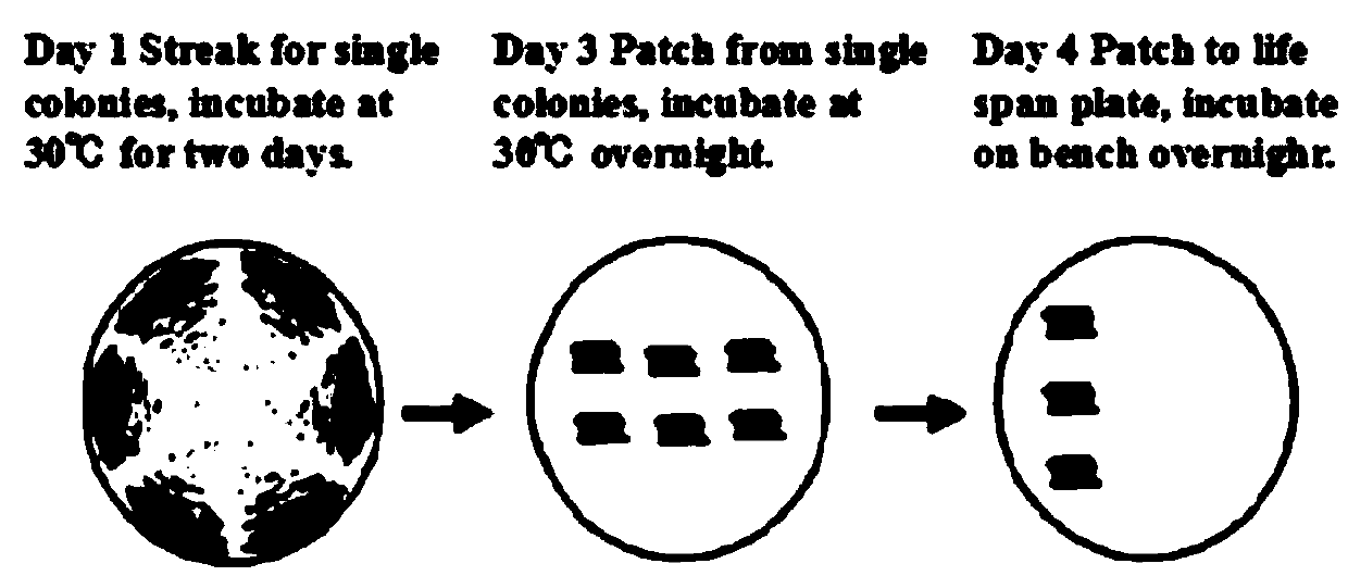 Applications of five rhodotorula glutinis deacetylated protease homologous genes and products thereof