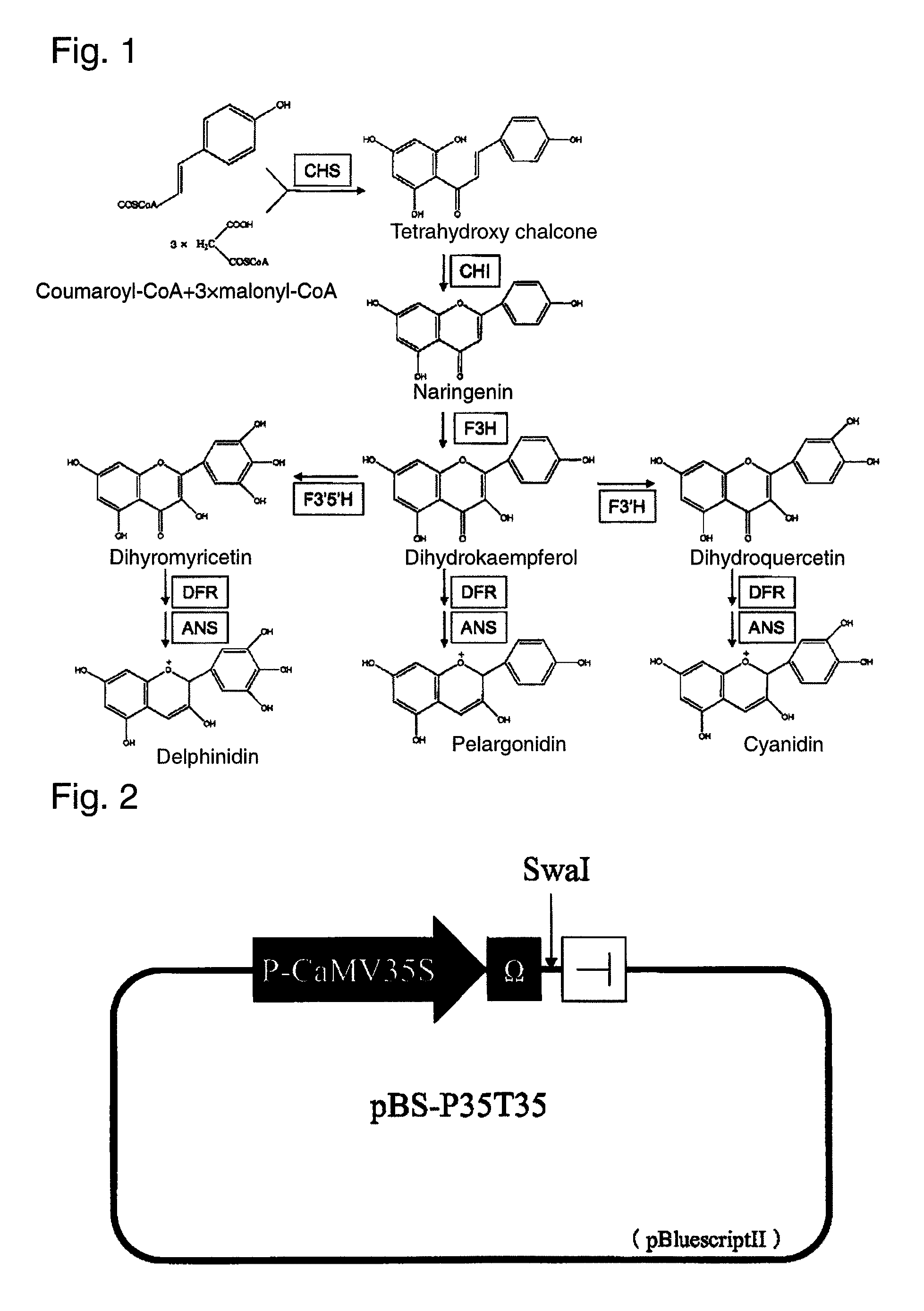 Method for production of moth orchid having modified flower color