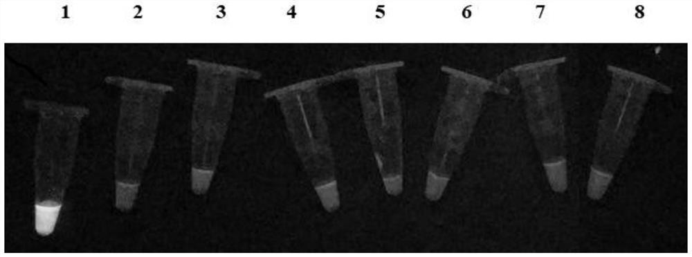 Loop-mediated isothermal amplification detection primer group and kit for duck adenovirus 4