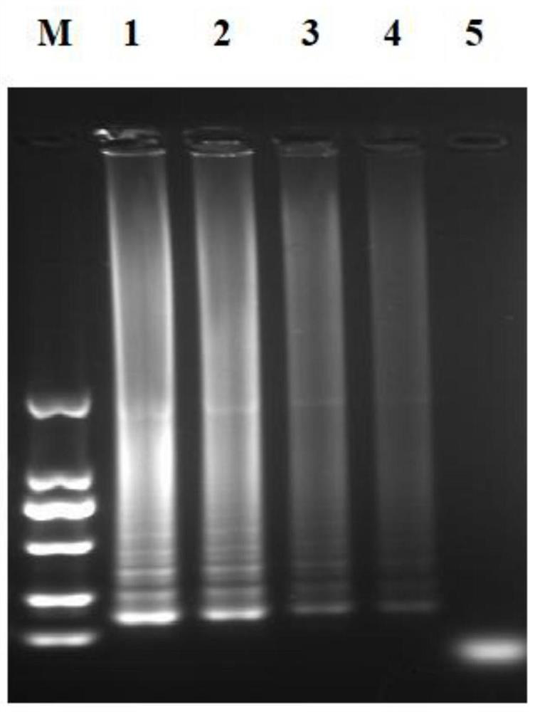 Loop-mediated isothermal amplification detection primer group and kit for duck adenovirus 4