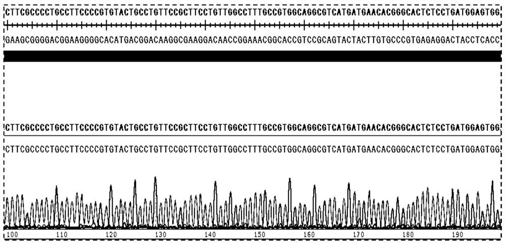 Cell model for screening in-vitro activity of URAT1 inhibitor as well as construction method and screening method of cell model