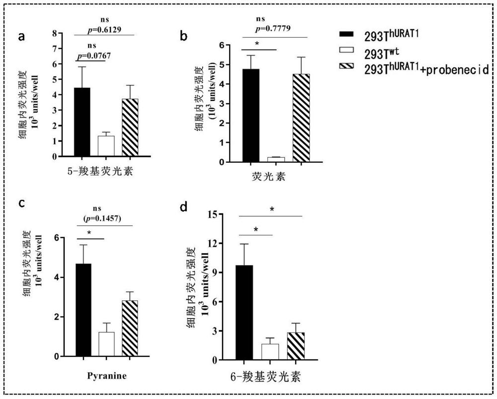 Cell model for screening in-vitro activity of URAT1 inhibitor as well as construction method and screening method of cell model